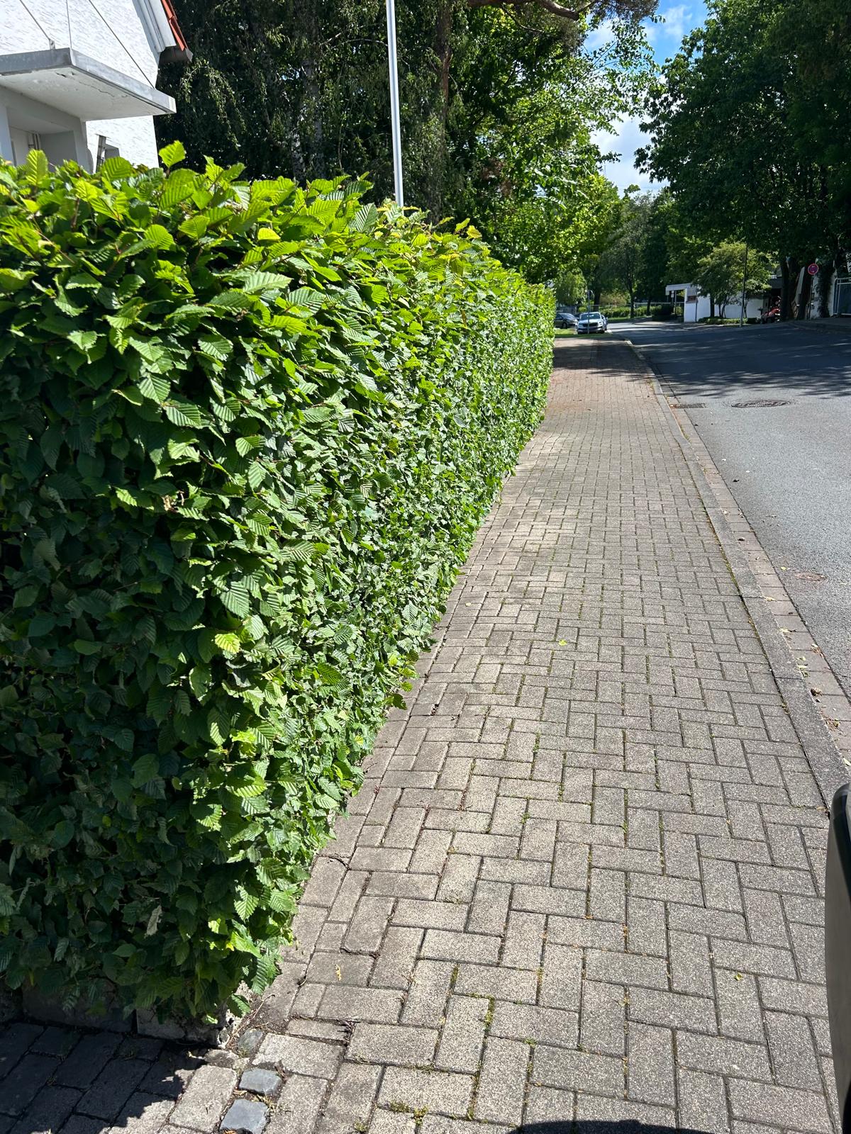 Heckenschnitt – Nachher