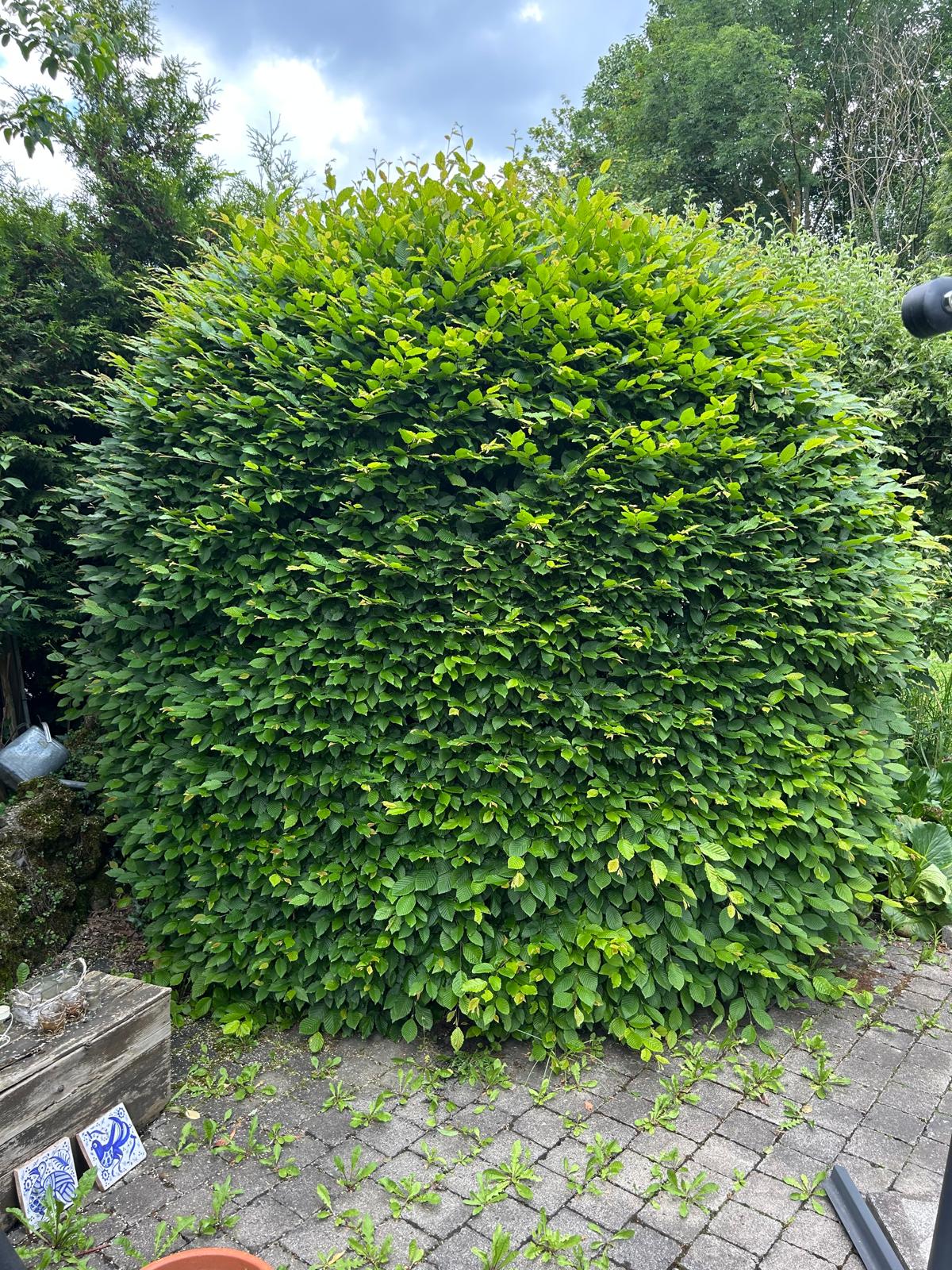 Strauchschnitt – Vorher