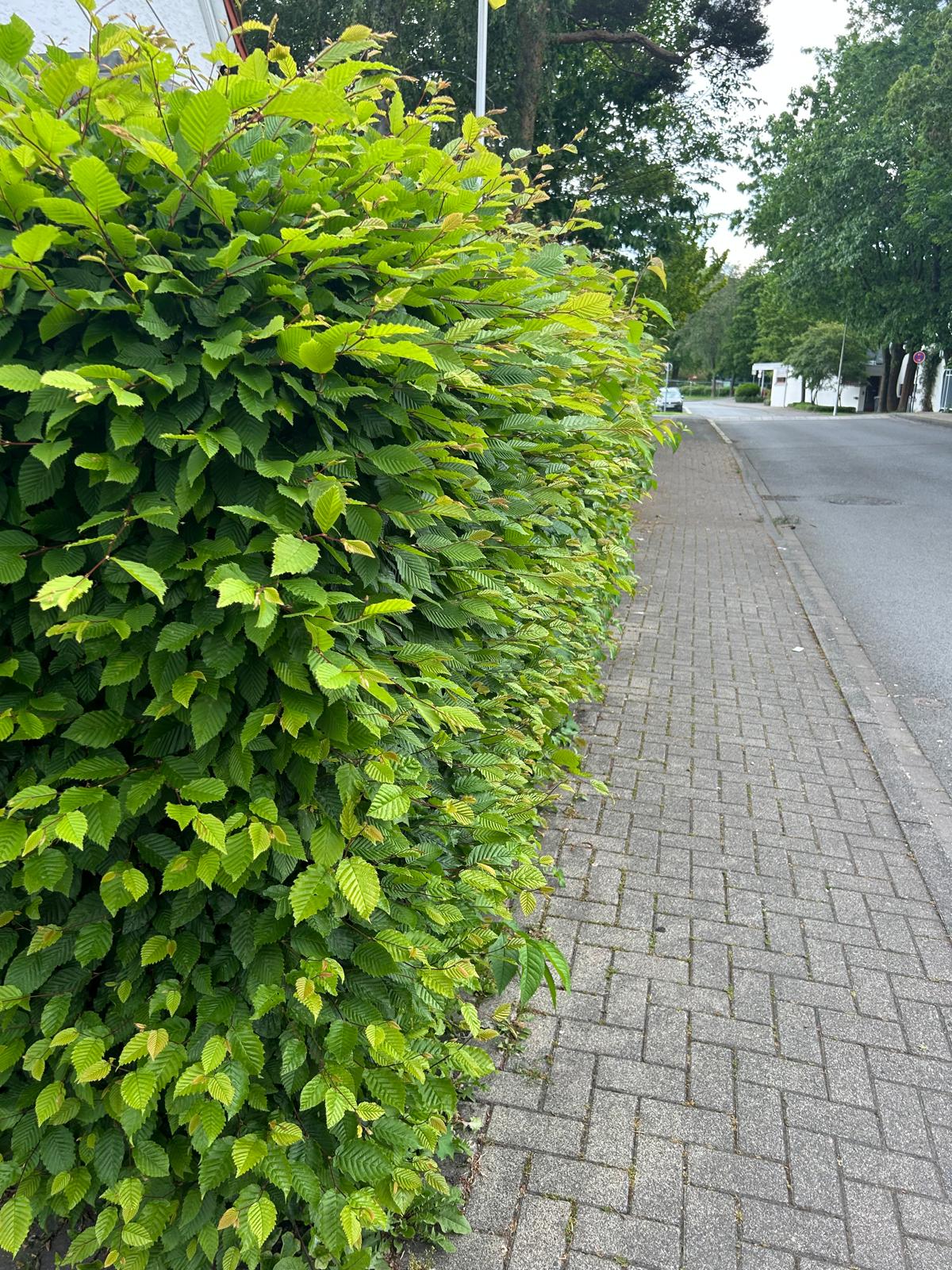 Heckenschnitt – Vorher